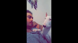 WE DONT DESERVE DOGS