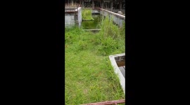 Ya'll think I'm whistling for my dog