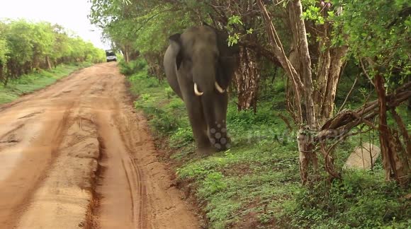 Elephant getting close
