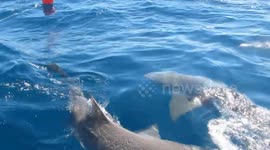 Lemon Sharks in Florida from a bote