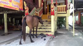 Rescue horse is a pampered pony after being taken in by temple