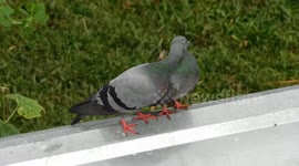 Two pigeons have affectionate hug and kiss