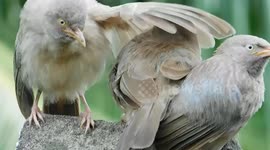 Three Beautifull Bird