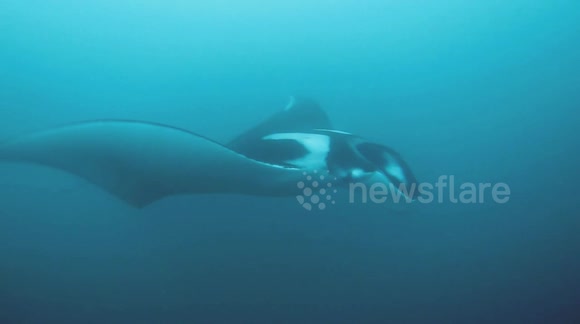 Taking a dive with a giant manta ray
