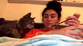 Cat snatches macaroni and cheese off spoon and into its mouth