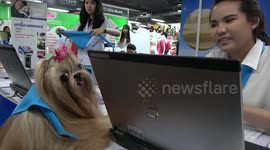 Shih tzu dog meets the vet in Thailand