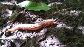 slug sliding on his way