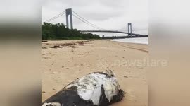 Man encounters dead sea creature on Staten Island's shore in New York City