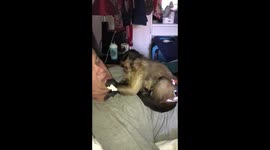 Golden Capuchin Malarkey and black Maylee feeding dad marsmallow mice