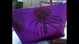 Son afraid of spider drawing