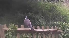 Wood Pigeon