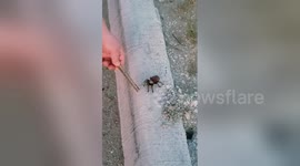 Newsflare Edit - Funny tarantula freak out!!