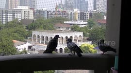 Angry Birds fighting.