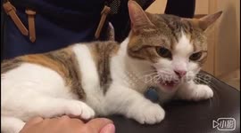 Taiwan 臺灣牙籤貓