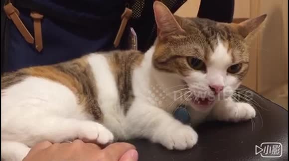 Taiwan 臺灣牙籤貓