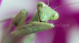 A very cute preying mantis.