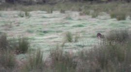 A hare running across a rushy field in early morning.