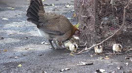 Mother hen and her chickens take a nap.