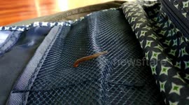 Small creepy crawly stuck in rucksack