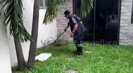 Monitor lizard caught in front garden