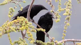 Crow lovingly cleans head of its partner