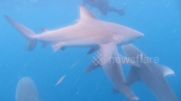Diver has incredible close-up encounter with sharks off Florida coast