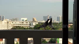 Pigeons making love on my balcony to Leonard Cohen music.