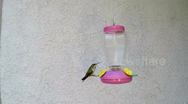 Hummingbird fight and chase off filmed in 240 fps slow motion