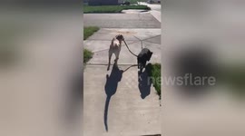 Adorable dogs take each other on an evening walk