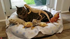 World's most mellow cat spends her days chilling out with a dozen reptiles - 12 lizards and four tortoises