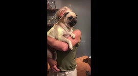 Displeased pug warns big dogs not to come in with relentless odd squeal