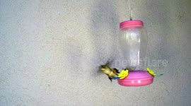 Body slam Hummingbird fight 240fps slow motion