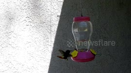 Glowing red throat feathers light up as Hummingbird flies away