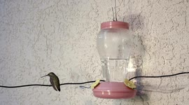 Hummingbird attacker grabs opponent's beak 240fps slow motion