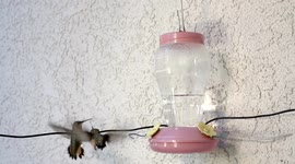 Hummingbird territorial attack at feeder 240fps slow motion