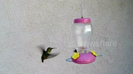 Hummingbird grabs a snack (bug) at the feeder in slow motion