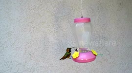 Beautiful male Hummingbird irridescent throat feathers light up