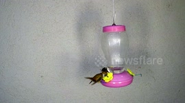 Swoop-in Hummingbird attacks another in 240fps slow motion