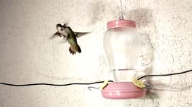Dance of aggression - Two Hummingbirds tangle at the feeder 240fps slow motion