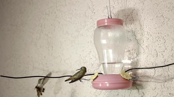 Newsflare Fighting Hummingbirds At The Feeder 240fps Slow Motion