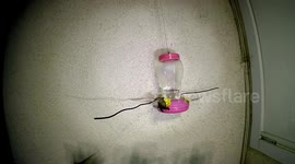 High speed Hummingbird attack at feeder 240fps slow motion