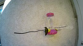 Hummingbird catches a gnat at feeder 240fps slow motion