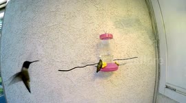Surprise attack at Hummingbird feeder 240fps slow motion