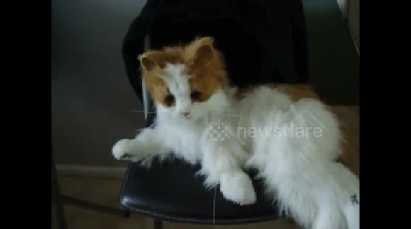 funny toy cat sings and pur at you life like  cat wants top play with you