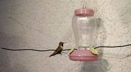 Aggressive Hummingbird attack at feeder in 240fps slow motion