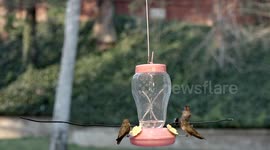 Hummingbird attacks another at feeder in 240fps slow motion