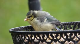 Newly fledged Blu Tit rolling in food