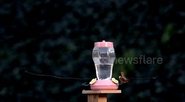 Irridescent Hummingbird feathers light up at take off 240fps