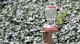 Nasty Hummingbird battle male vs male 240fps slow motion
