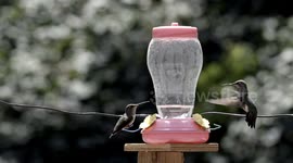 Hummingbird fight slow motion bite and beak grab 240fps